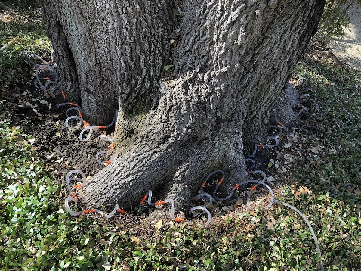 Detailed Shrub and Hedge Trimming job site in Trimont
