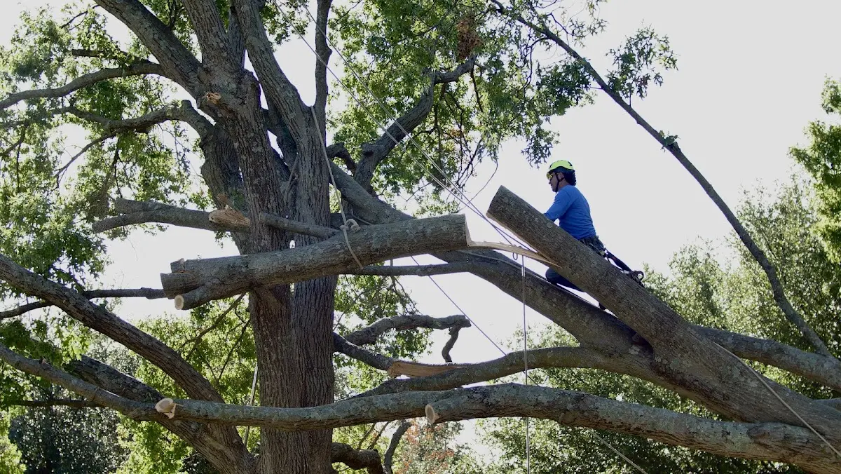 Professional Hazardous Tree Removal performed by certified arborists in Trimont