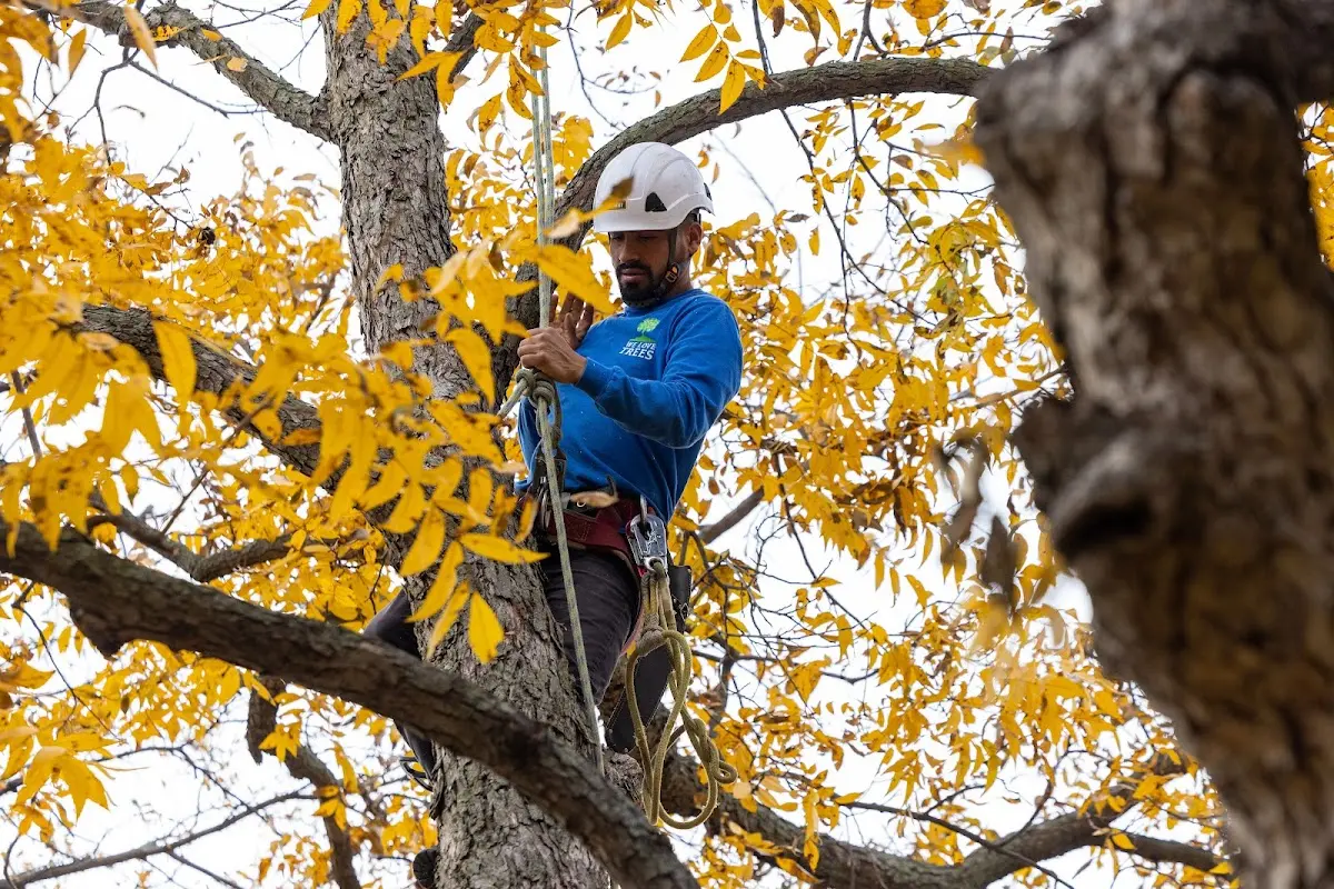 Skilled Tree Planting crew working in Trimont